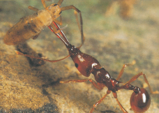 Путешествие к муравьям