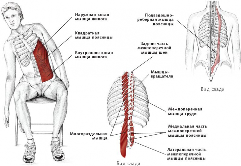 Позвоночник человека — Википедия