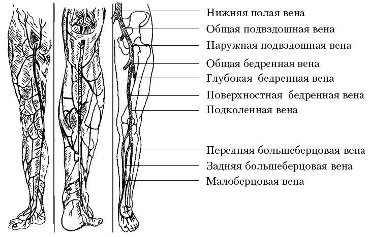 Варикоз Брюшной Полости Цена