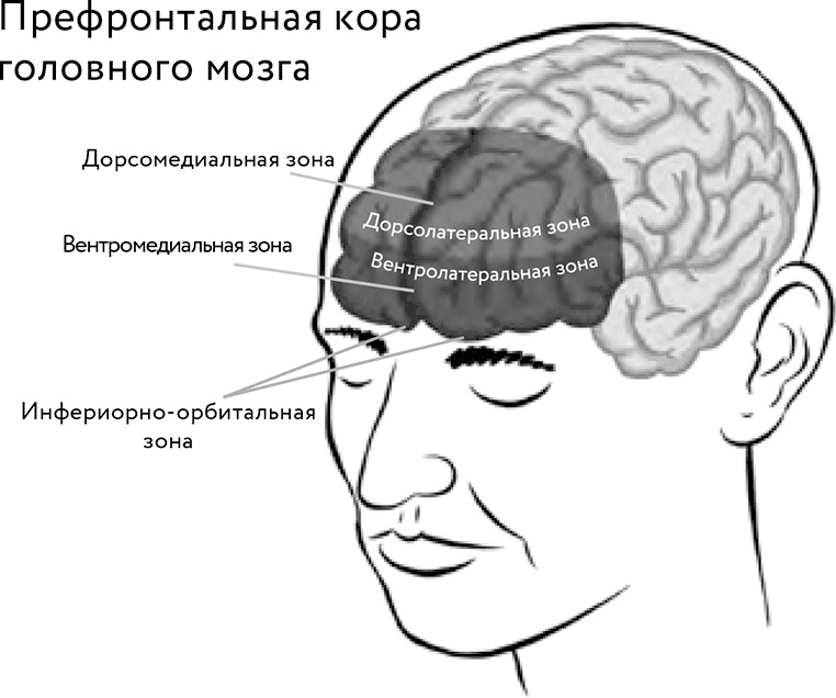 Мозг рисунок для детей