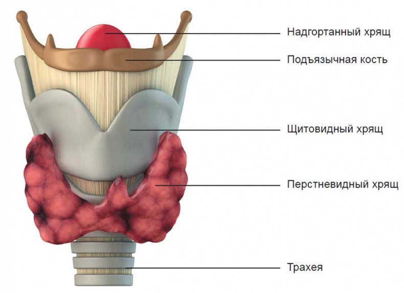 Гортань — Википедия