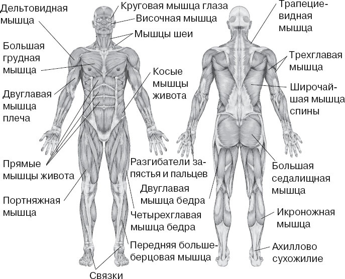 Позвоночник человека - анатомия, позвонки, изгибы и отделы