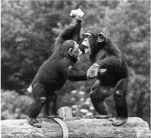 Порно для шимпанзе