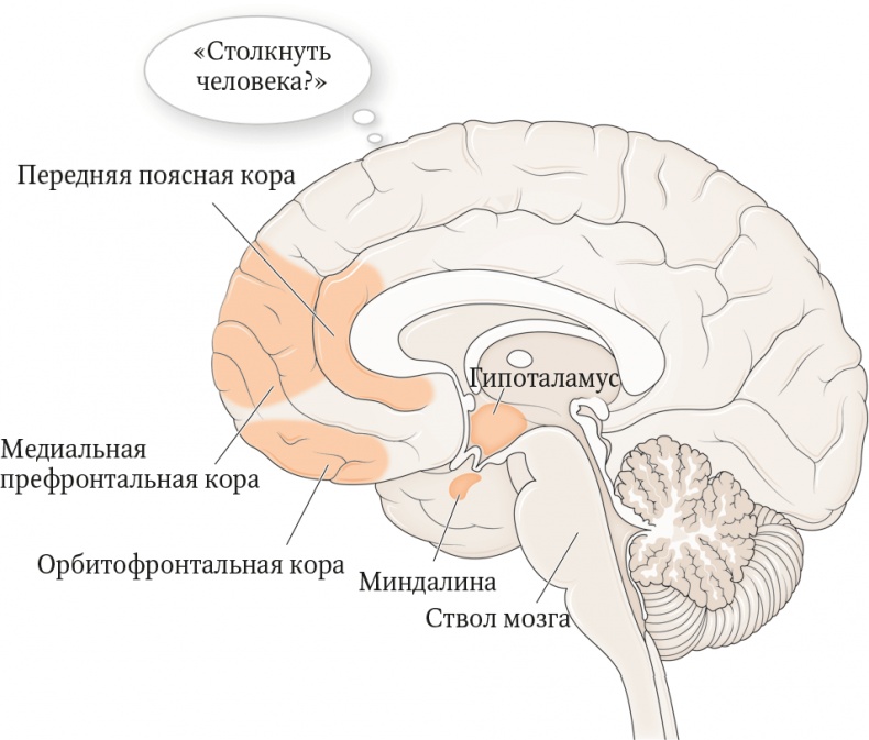 Мозг. Ваша личная история