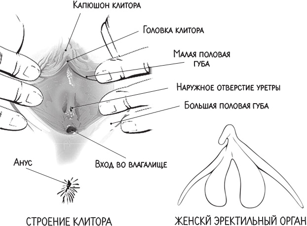 Клиторопластика в Самаре, цена уменьшения клитора в клинике Нью лайф