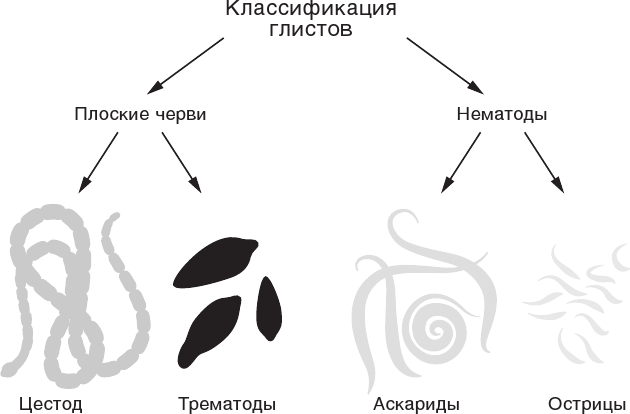 Опасные паразиты человека: не дай себя уничтожить