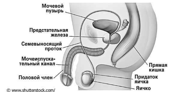 Почему мягкий член при возбуждении у мужчины?