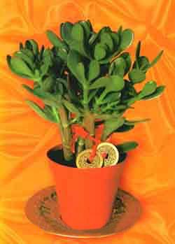 Иллюстрация к книге — Мне всегда везет! Символы фэн-шуй для вашего дома [Symbols-of-Feng-Shui-to-your-home-01.jpg]