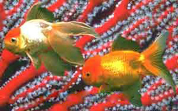 Иллюстрация к книге — Мне всегда везет! Символы фэн-шуй для вашего дома [Symbols-of-Feng-Shui-to-your-home-22.jpg]