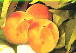 Иллюстрация к книге — Мне всегда везет! Символы фэн-шуй для вашего дома [Symbols-of-Feng-Shui-to-your-home-31.jpg]