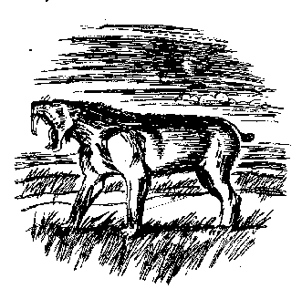 Иллюстрация к книге — Запад Эдема [West-of-Eden-11.png]