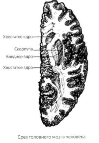 Иллюстрация к книге — Почему мужчины хотят секса, а женщины любви [Why-do-men-want-sex-women-love-04.jpg]