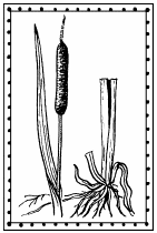 Иллюстрация к книге — Мы - славяне! [We-the-Slavs-160.png]