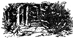 Иллюстрация к книге — Лев, Колдунья и Платяной шкаф [Lion-Witch-and-Wardrobe-21.jpg]