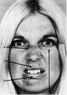 Иллюстрация к книге — Узнай лжеца по выражению лица [Explore-the-liars-expression-063.jpg]