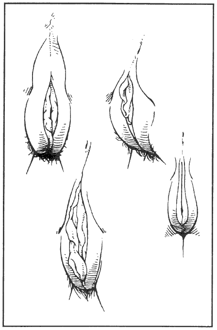 Иллюстрация к книге — Библия секса [Bible-Sex-018.png]