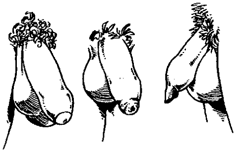 Иллюстрация к книге — Библия секса [Bible-Sex-084.png]