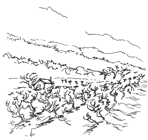 Иллюстрация к книге — Год в Провансе [A-Year-in-Provence-004.png]