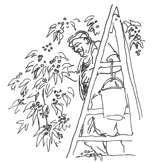 Иллюстрация к книге — Год в Провансе [A-Year-in-Provence-007.png]