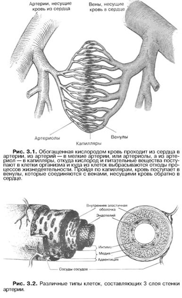 Иллюстрация к книге — Выход из тупика. Ошибки медицины исправляет физиология [Breaking-the-Deadlock-01.jpg]