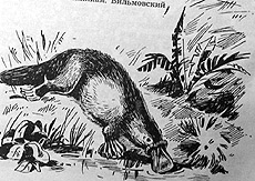 Иллюстрация к книге — Томек в стране кенгуру [pic26.jpg]