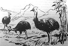 Иллюстрация к книге — Томек среди охотников за человеческими головами [pic47.png]