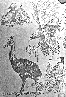 Иллюстрация к книге — Томек среди охотников за человеческими головами [pic56.png]