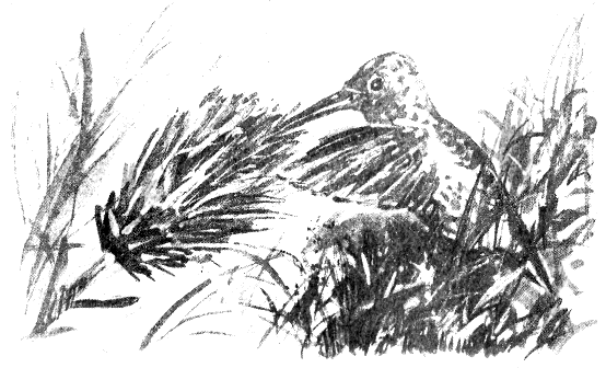 Иллюстрация к книге — Томек в Гран-Чако [pic04.png]