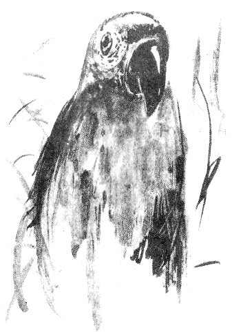 Иллюстрация к книге — Томек в Гран-Чако [pic06.png]