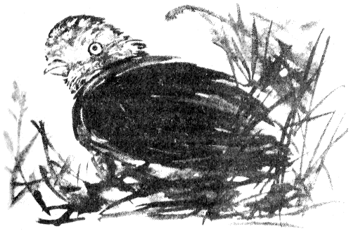 Иллюстрация к книге — Томек в Гран-Чако [pic10.png]