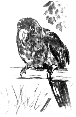 Иллюстрация к книге — Томек в Гран-Чако [pic11.png]