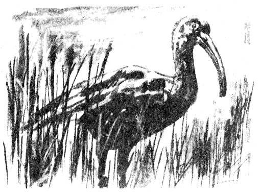 Иллюстрация к книге — Томек в Гран-Чако [pic12.png]