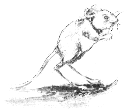 Иллюстрация к книге — Томек в стране фараонов [pic05.png]