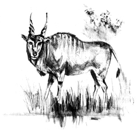 Иллюстрация к книге — Томек в стране фараонов [pic08.png]