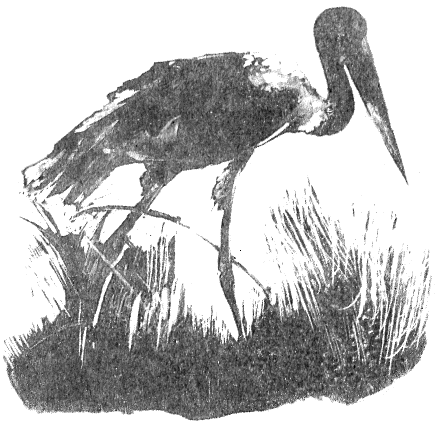 Иллюстрация к книге — Томек в стране фараонов [pic12.png]