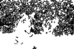 Иллюстрация к книге — Последний оракул [_09.jpg]