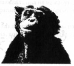 Иллюстрация к книге — Последний оракул [_33.jpg]