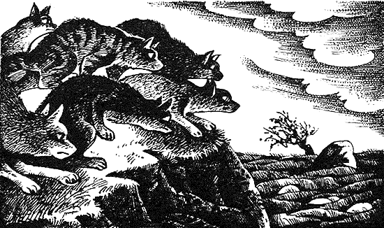 Иллюстрация к книге — Пророчество Синей Звезды. Начало [i_009.png]