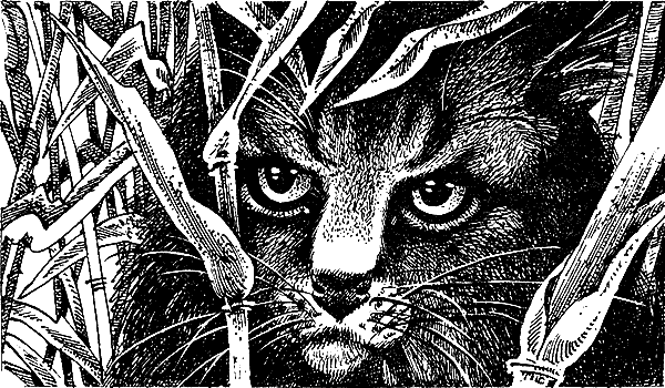 Иллюстрация к книге — Пророчество Синей Звезды. Выбор [i_017.png]