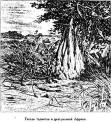 Иллюстрация к книге — Мореплаватели XVIII века [pic_103.jpg]