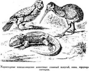 Иллюстрация к книге — Мореплаватели XVIII века [pic_31.jpg]