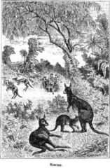 Иллюстрация к книге — Мореплаватели XVIII века [pic_35.jpg]