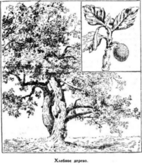 Иллюстрация к книге — Мореплаватели XVIII века [pic_70.jpg]