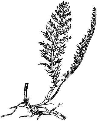 Иллюстрация к книге — Чернильная кровь [i_015.png]