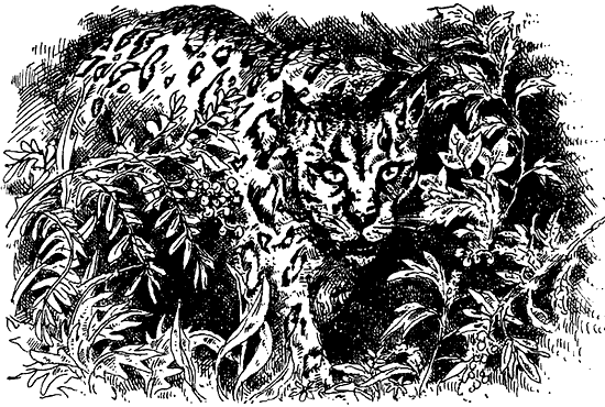 Иллюстрация к книге — Чернильная кровь [i_019.png]