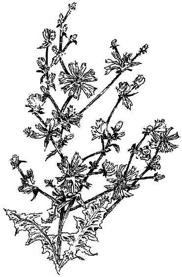 Иллюстрация к книге — Чернильная кровь [i_028.png]