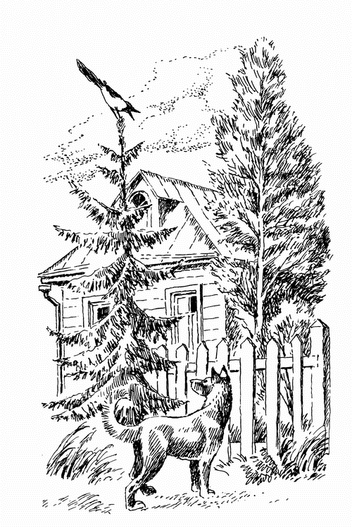 Иллюстрация к книге — Кладовая солнца. Рассказы о природе [i_003.png]