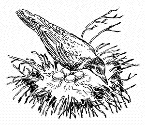 Иллюстрация к книге — Кладовая солнца. Рассказы о природе [i_007.png]