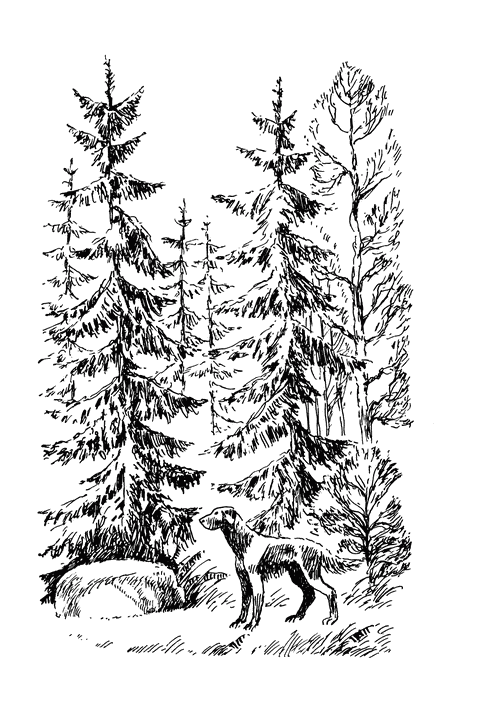 Иллюстрация к книге — Кладовая солнца. Рассказы о природе [i_011.png]