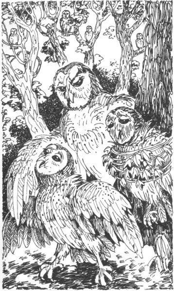 Иллюстрация к книге — Ночные стражи. Наследник [i_033.jpg]